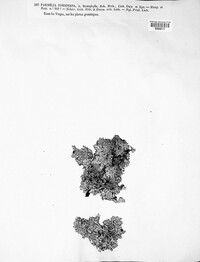 Xanthoparmelia conspersa image